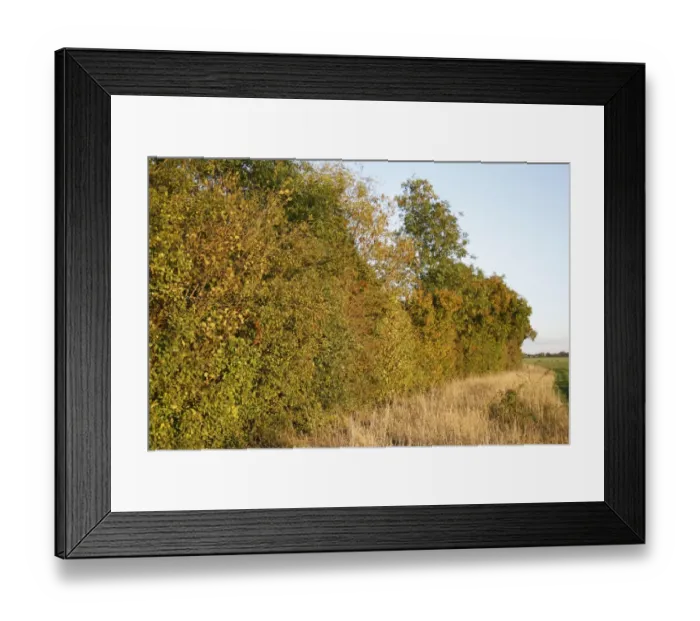 Framed Print : Hedgerow at edge of farmland, in evening sunshine, Bacton, Suffolk, England, october Framed Print : Hedgerow at edge of farmland, in evening sunshine, Bacton, Suffolk, England, october
