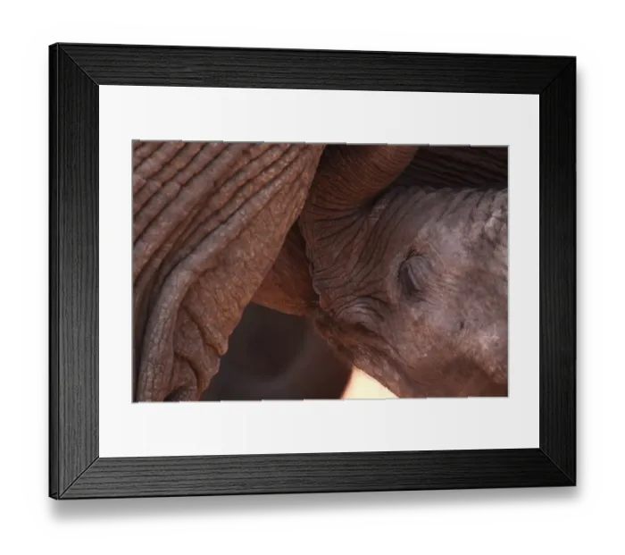 Framed Print : African Elephant (Loxodonta africana) calf with mother, suckling, close-up of head, The Ark, Aberdare N. P Framed Print : African Elephant (Loxodonta africana) calf with mother, suckling, close-up of head, The Ark, Aberdare N. P
