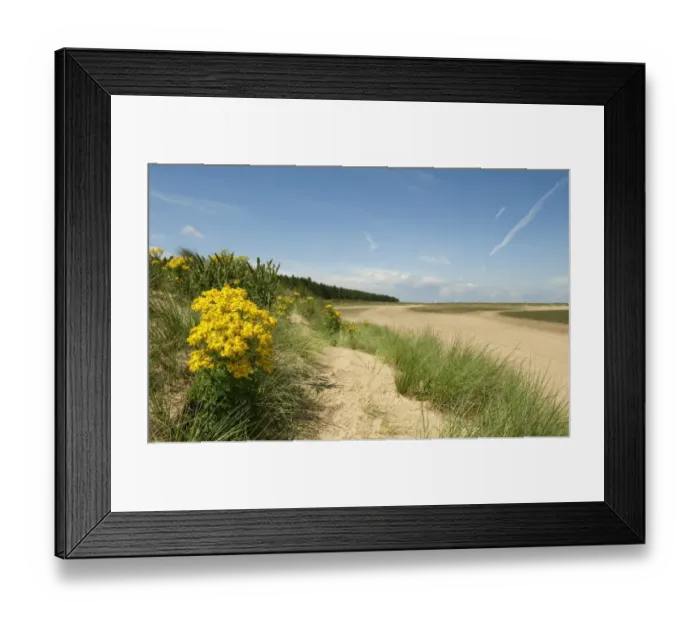 Framed Print : Common Ragwort (Senecio jacobaea) flowering, growing in coastal sand dune habitat, Holkham Beach, Holkham, Norfolk Framed Print : Common Ragwort (Senecio jacobaea) flowering, growing in coastal sand dune habitat, Holkham Beach, Holkham, Norfolk