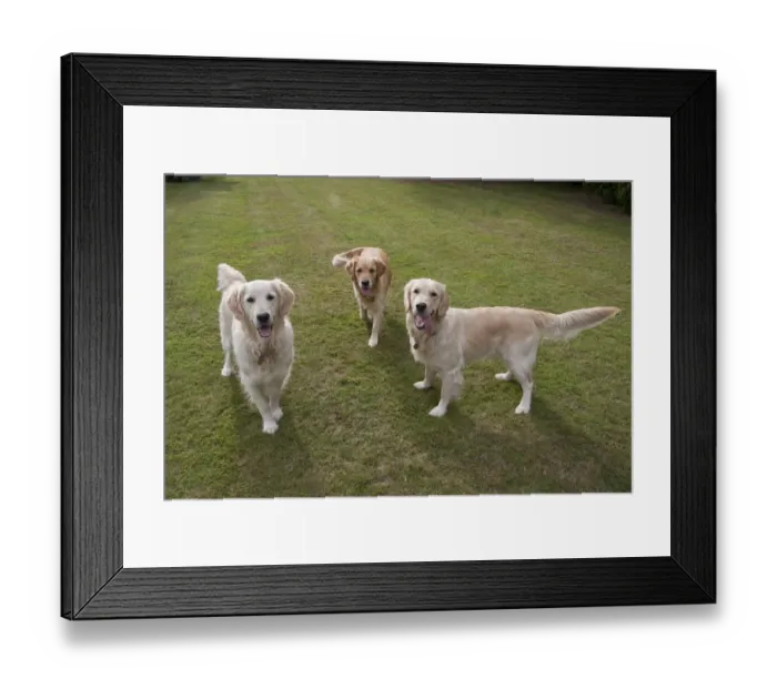Framed Print : Domestic Dog, Golden Retriever, three adult females, panting, standing on garden lawn, England, august Framed Print : Domestic Dog, Golden Retriever, three adult females, panting, standing on garden lawn, England, august