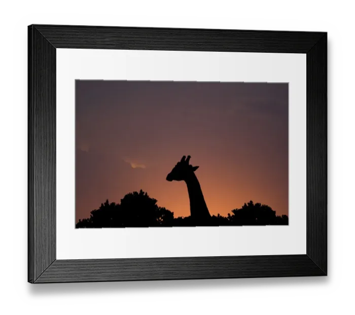 Framed Print : Giraffe (Giraffa camelopardalis) adult, head and neck silhouetted at sunset, Masai Mara National Reserve, Kenya Framed Print : Giraffe (Giraffa camelopardalis) adult, head and neck silhouetted at sunset, Masai Mara National Reserve, Kenya