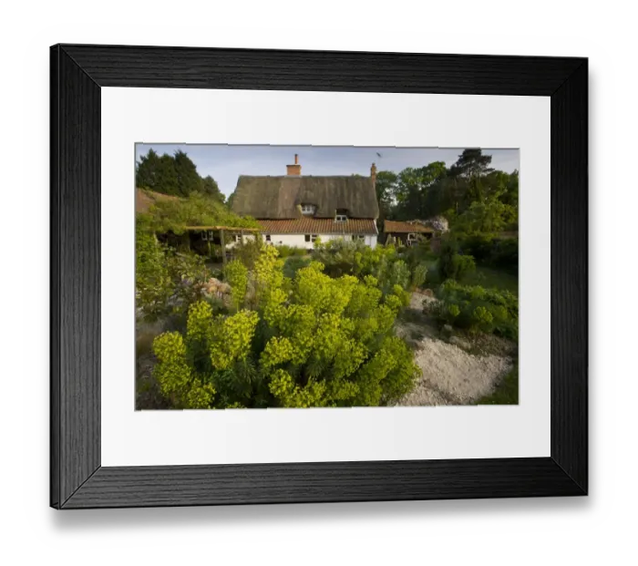Framed Print : View of wildlife garden and thatched house, with Spurge (Euphorbia wulfenii) growing in foreground, Snow Street Framed Print : View of wildlife garden and thatched house, with Spurge (Euphorbia wulfenii) growing in foreground, Snow Street