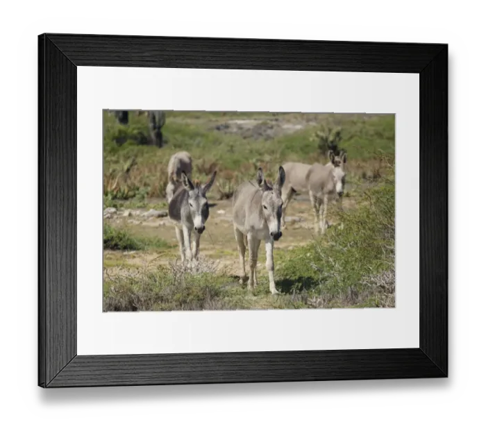 Framed Print : Donkey, five feral adults, walking, Bonaire, Leeward Antilles, Lesser Antilles, Caribbean Framed Print : Donkey, five feral adults, walking, Bonaire, Leeward Antilles, Lesser Antilles, Caribbean