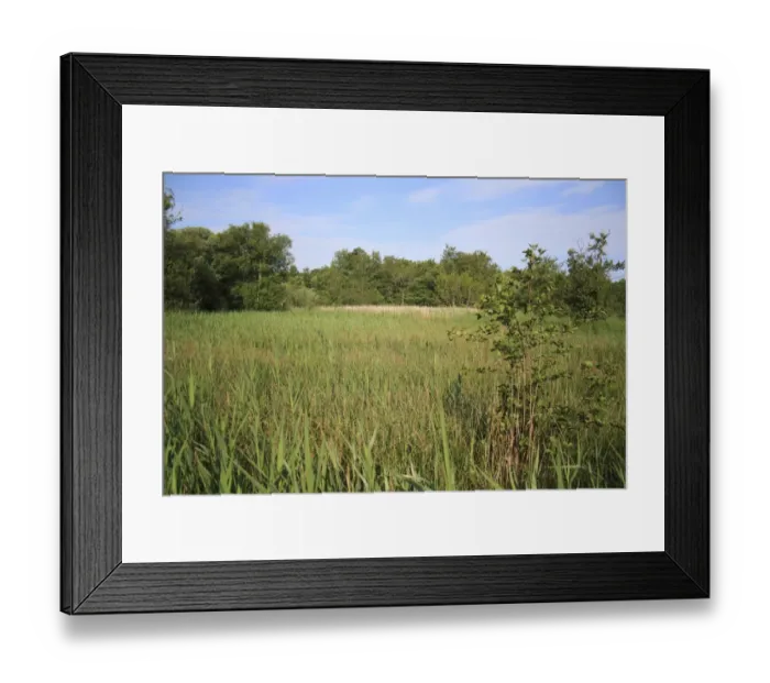 Framed Print : View of mixed sedge and reed fen habitat, Little Ouse Headwaters Project, Blo Norton Fen, Blo Norton Framed Print : View of mixed sedge and reed fen habitat, Little Ouse Headwaters Project, Blo Norton Fen, Blo Norton