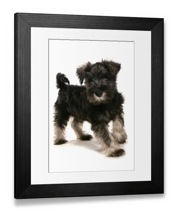 Framed Print : Domestic Dog, Schnauzer, puppy, standing Framed Print : Domestic Dog, Schnauzer, puppy, standing