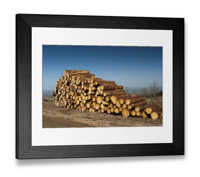Framed Print : Cut conifer timber, newly felled and ready for collection, England, april Framed Print : Cut conifer timber, newly felled and ready for collection, England, april