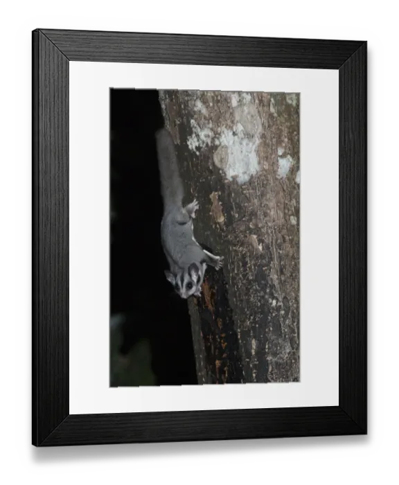 Framed Print : Sugar Glider (Petaurus breviceps) adult, feeding on tree sap at night, Queensland, Australia