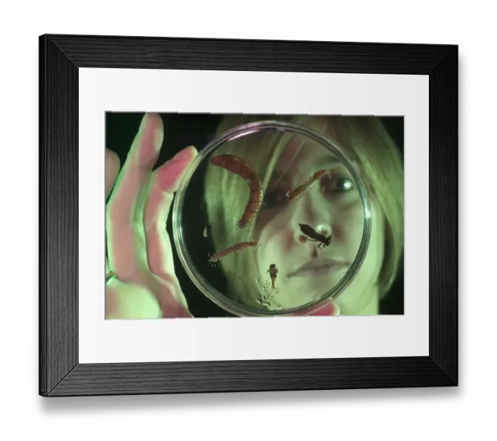 Framed Print : Researcher observing various aquatic insect larvae disposed on capsula-petri for water quality evaluation, Italy Framed Print : Researcher observing various aquatic insect larvae disposed on capsula-petri for water quality evaluation, Italy