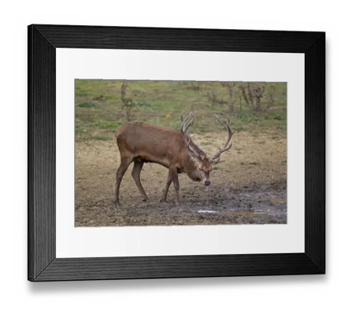 Framed Print : Red Deer (Cervus elaphus) stag, drinking at wallow, during rutting season, Minsmere RSPB Reserve, Suffolk, England Framed Print : Red Deer (Cervus elaphus) stag, drinking at wallow, during rutting season, Minsmere RSPB Reserve, Suffolk, England