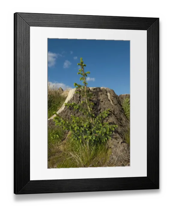 Framed Print : Natural woodland regeneration after mature woodland was felled, conifer sapling growing beside stump, England, may Framed Print : Natural woodland regeneration after mature woodland was felled, conifer sapling growing beside stump, England, may