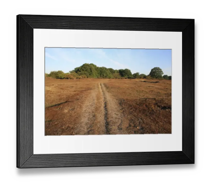 Framed Print : View of track through lowland heathland reserve habitat, Wortham Ling, Upper Waveney Valley, Suffolk, England, june Framed Print : View of track through lowland heathland reserve habitat, Wortham Ling, Upper Waveney Valley, Suffolk, England, june