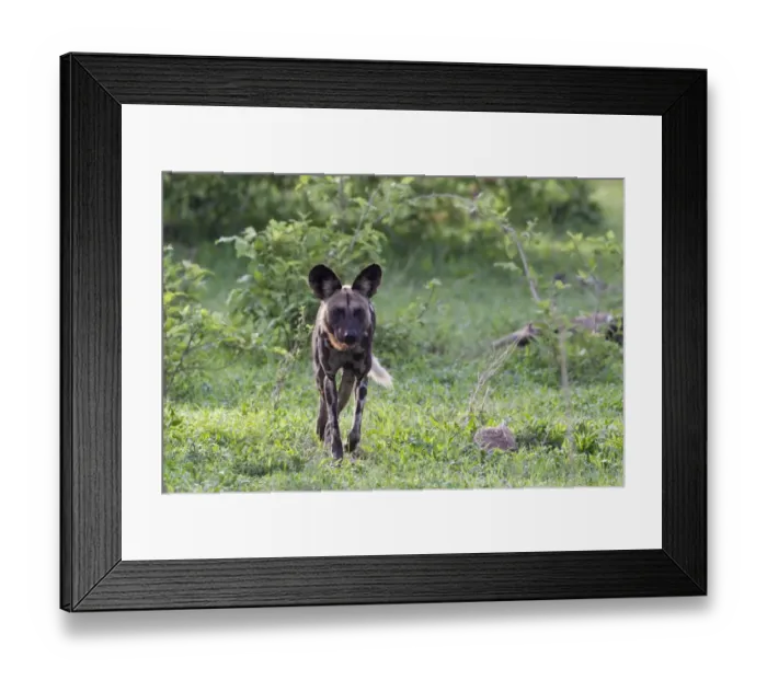 Framed Print : African Wild Dog (Lycaon pictus) adult, walking, Okavango Delta, Botswana Framed Print : African Wild Dog (Lycaon pictus) adult, walking, Okavango Delta, Botswana