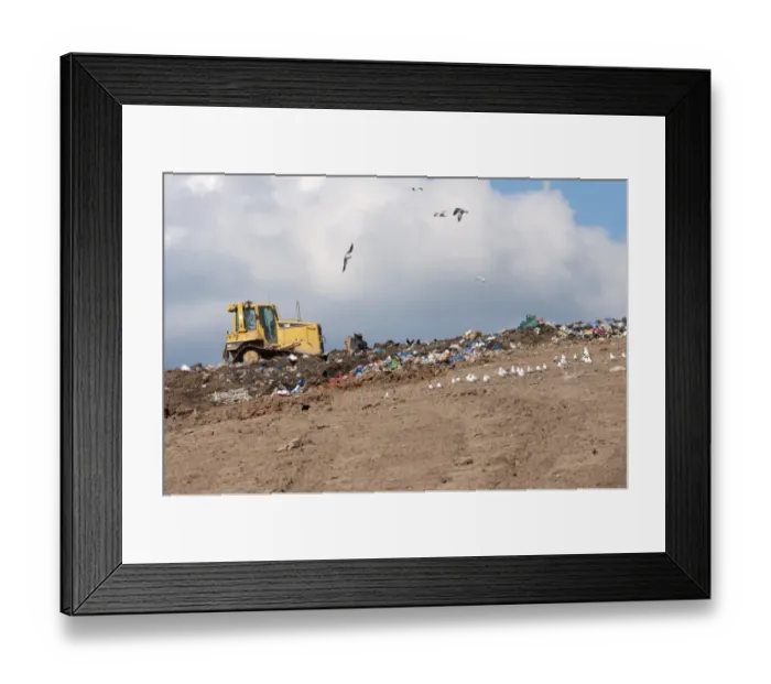 Framed Print : Caterpillar D6N compaction machine working on council rubbish tip, with scavenging seagulls and crows, near Ellesmere