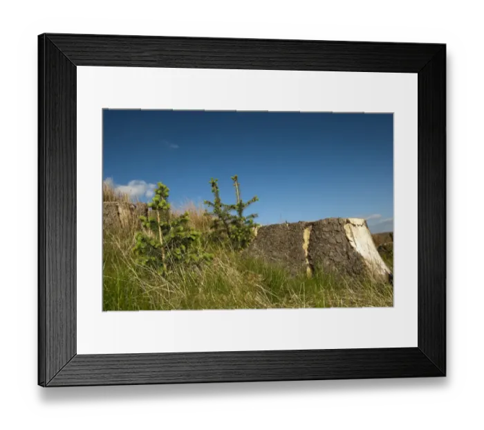 Framed Print : Natural woodland regeneration after mature woodland was felled, conifer saplings growing beside stump, England, may Framed Print : Natural woodland regeneration after mature woodland was felled, conifer saplings growing beside stump, England, may