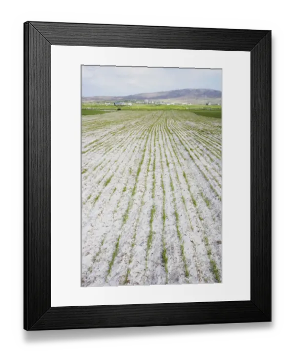 Framed Print : Machair field, destruction of habitat for agriculture, South Uist, Outer Hebrides, Scotland Framed Print : Machair field, destruction of habitat for agriculture, South Uist, Outer Hebrides, Scotland
