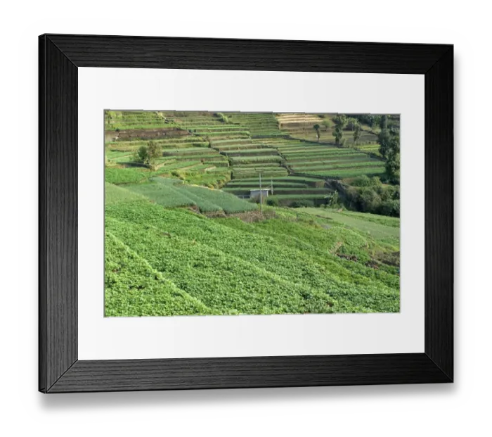 Framed Print : Terrace cultivation, mountain slope terraced farming with cauliflowers, cabbages, beans, cowpeas and carrots