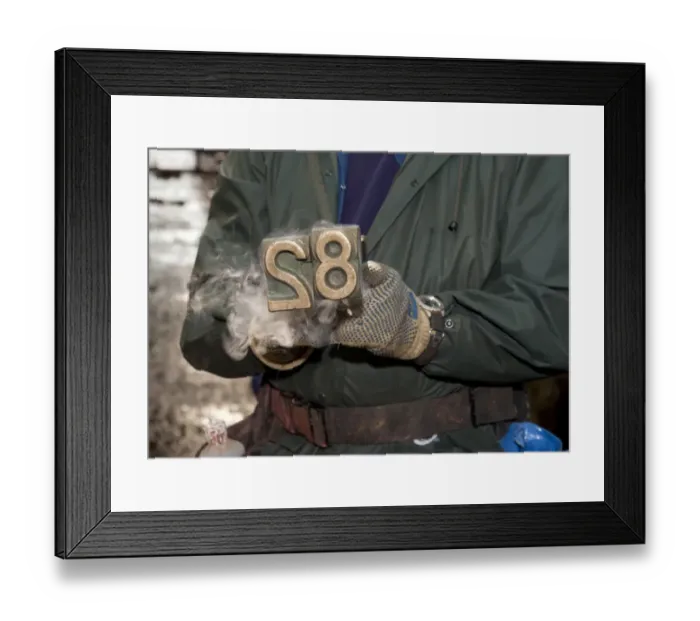 Framed Print : Dairy farming, farmer freeze branding dairy heifers, Scotland, april