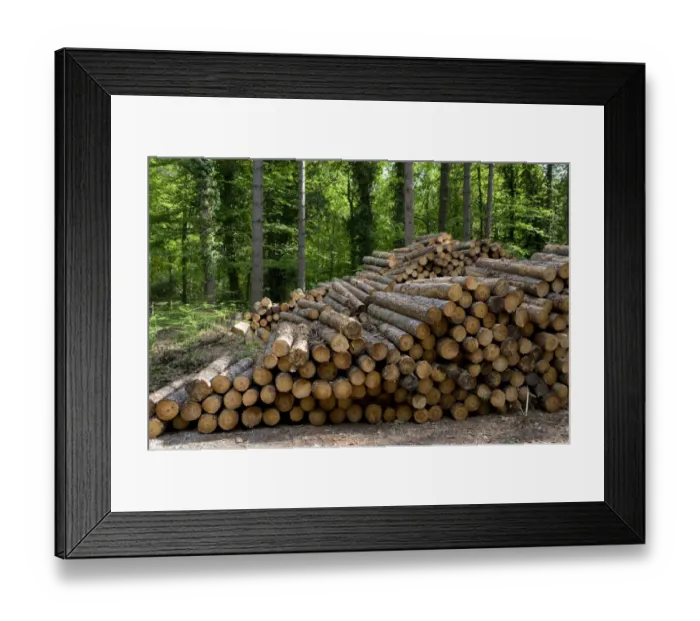 Framed Print : Pile of cut conifer tree trunks in woodland, Marsham Woods, Norfolk, England, may Framed Print : Pile of cut conifer tree trunks in woodland, Marsham Woods, Norfolk, England, may