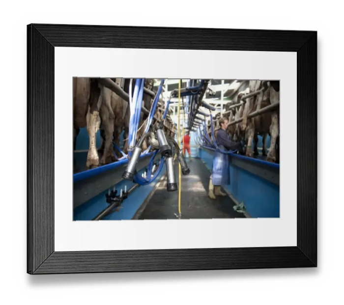 Framed Print : Dairy farming, cluster unit in milking parlour with Holstein cows, Preston, Lancashire, England, september Framed Print : Dairy farming, cluster unit in milking parlour with Holstein cows, Preston, Lancashire, England, september