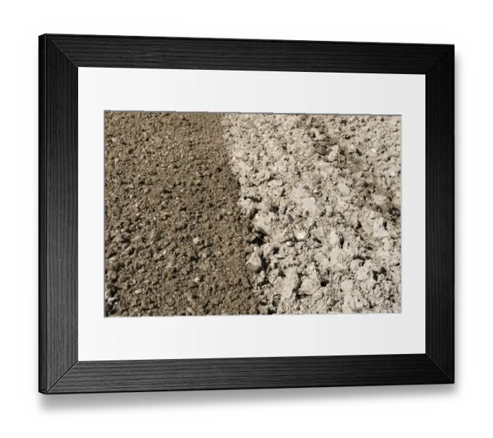Framed Print : Comparison of cultivator prepared and not cultivated seedbeds, Kelso, Scottish Borders, Scotland, september Framed Print : Comparison of cultivator prepared and not cultivated seedbeds, Kelso, Scottish Borders, Scotland, september