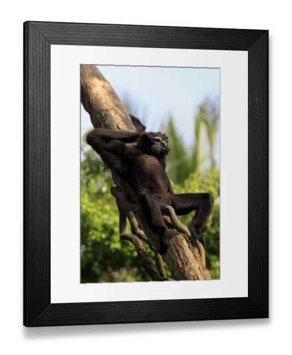 Framed Print : Agile Gibbon (Hylobates agilis) adult, resting on tree trunk (captive) Framed Print : Agile Gibbon (Hylobates agilis) adult, resting on tree trunk (captive)