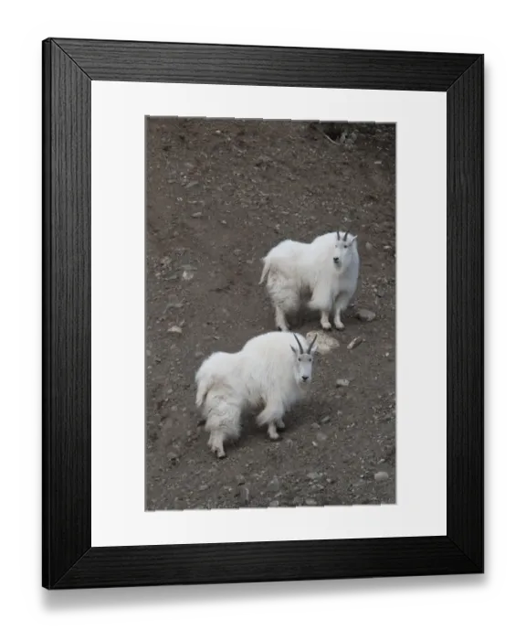 Framed Print : Mountain Goat (Oreamnos americanus) two adults, standing on slope, Yukon Wildlife Preserve, Yukon, Canada, april Framed Print : Mountain Goat (Oreamnos americanus) two adults, standing on slope, Yukon Wildlife Preserve, Yukon, Canada, april