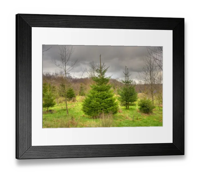 Framed Print : Christmas trees growing at edge of woodland, Whitewell, Clitheroe, Lancashire, England, december Framed Print : Christmas trees growing at edge of woodland, Whitewell, Clitheroe, Lancashire, England, december