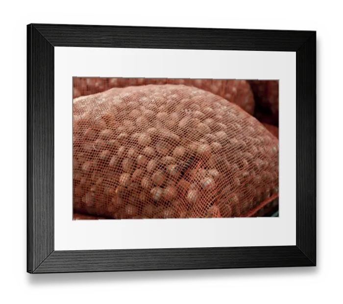 Framed Print : Bags of harvested cockles after picking from cockle beds, Foulnaze Bank, between Lytham and Southport, Ribble Estuary