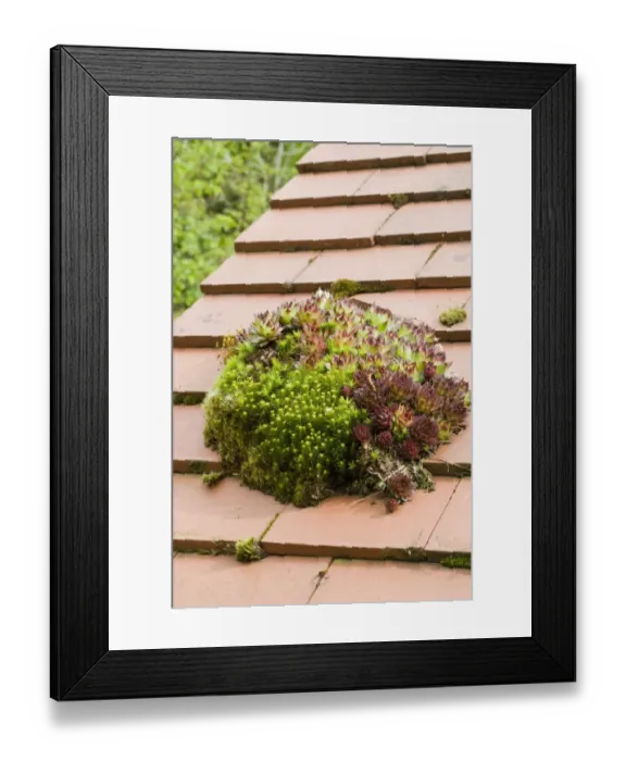 Framed Print : Houseleek (Sempervivum sp. ) and mosses growing on house roof, Milford-on-Sea, Hampshire, England, april Framed Print : Houseleek (Sempervivum sp. ) and mosses growing on house roof, Milford-on-Sea, Hampshire, England, april