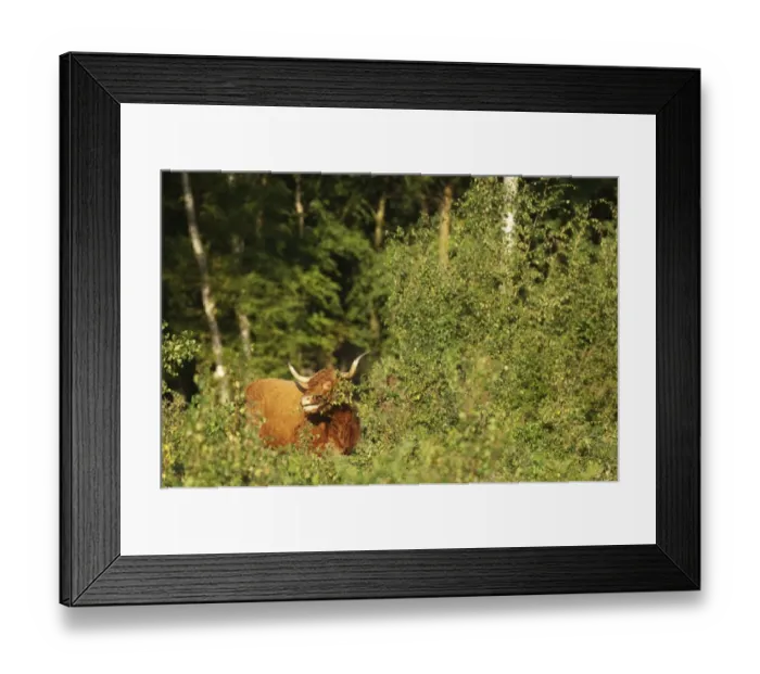 Framed Print : Highland Cattle, cow, feeding on Silver Birch (Betula pendula) on lowland heathland, Hothfield Heathlands, Kent Framed Print : Highland Cattle, cow, feeding on Silver Birch (Betula pendula) on lowland heathland, Hothfield Heathlands, Kent