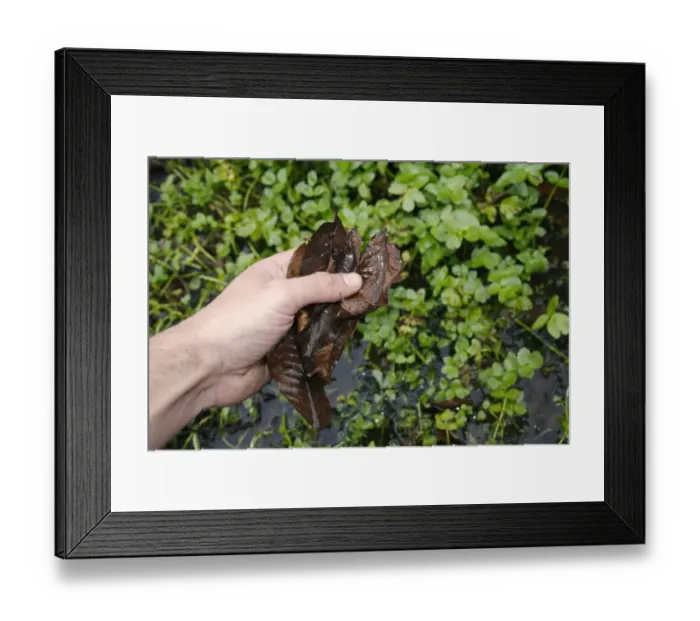 Framed Print : Gardener removing fallen leaves from garden pond, Suffolk, England, october Framed Print : Gardener removing fallen leaves from garden pond, Suffolk, England, october