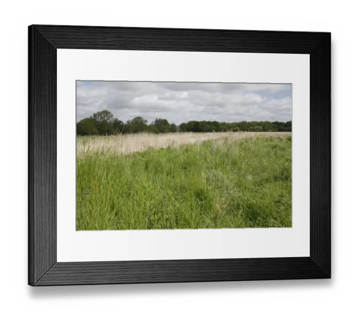 Framed Print : Recently purchased land for fen habitat restoration project, Little Ouse Headwaters Project, Webbs Fen, Thelnetham Framed Print : Recently purchased land for fen habitat restoration project, Little Ouse Headwaters Project, Webbs Fen, Thelnetham