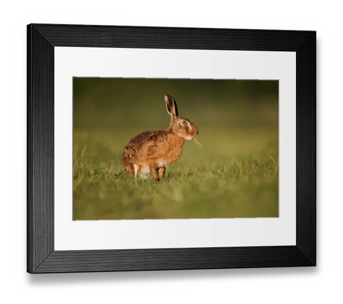 Framed Print : European Hare (Lepus europaeus) adult, feeding, sitting on grass in field, Midlands, England, may Framed Print : European Hare (Lepus europaeus) adult, feeding, sitting on grass in field, Midlands, England, may