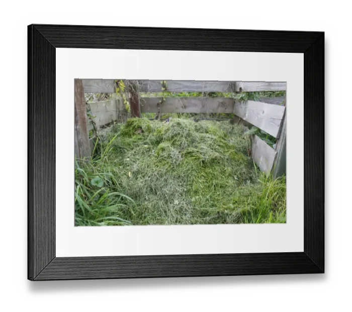 Framed Print : Grass cuttings on garden compost heap, Suffolk, England, october