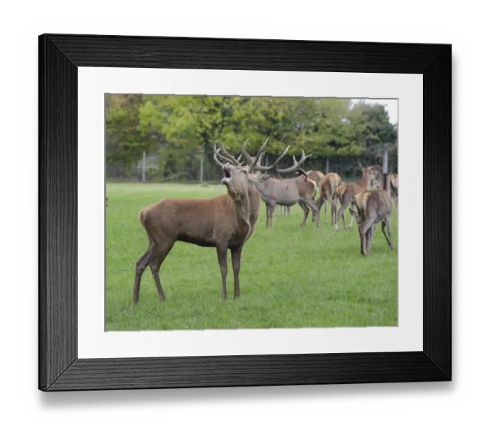 Framed Print : Deer farming, farmed Red Deer (Cervus elaphus) stag, roaring, with hinds, Yorkshire, England, october Framed Print : Deer farming, farmed Red Deer (Cervus elaphus) stag, roaring, with hinds, Yorkshire, England, october