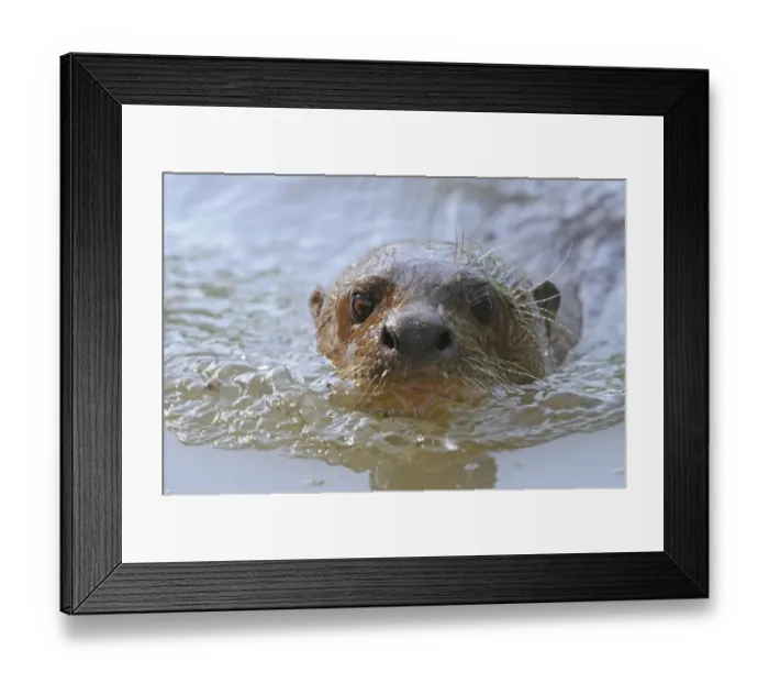 Framed Print : Giant Otter (Pteronura brasiliensis) adult, close-up of head, swimming at surface of water, Rupununi, Guyana Framed Print : Giant Otter (Pteronura brasiliensis) adult, close-up of head, swimming at surface of water, Rupununi, Guyana