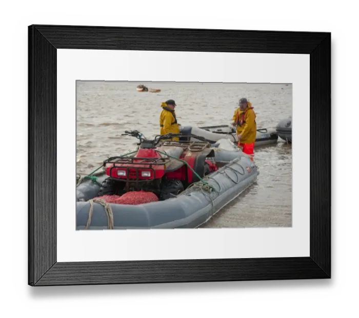 Framed Print : Licensed cockle pickers with quad bike in inflatable boat, unloading after picking from cockle beds, Foulnaze Bank Framed Print : Licensed cockle pickers with quad bike in inflatable boat, unloading after picking from cockle beds, Foulnaze Bank