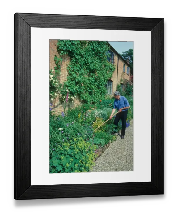 Framed Print : Gardener hoeing weeds in herbaceous border along brick wall, Hampshire, England