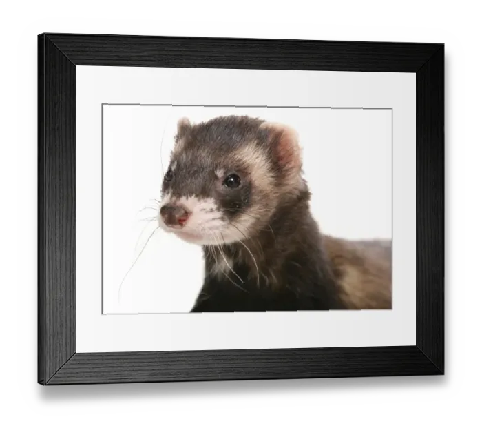 Framed Print : Domestic Polecat Ferret (Mustela putorius x putorius furo) young, close-up of head Framed Print : Domestic Polecat Ferret (Mustela putorius x putorius furo) young, close-up of head