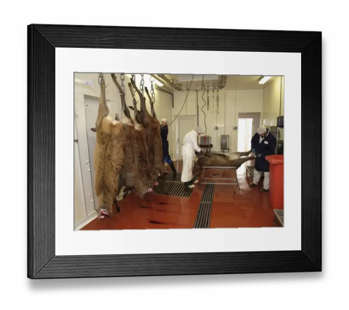 Framed Print : Deer farming, butchering Red Deer (Cervus elaphus) carcass in abattoir, England, january Framed Print : Deer farming, butchering Red Deer (Cervus elaphus) carcass in abattoir, England, january