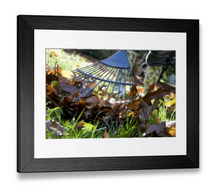 Framed Print : Gardener raking up fallen leaves with garden leaf rake, England, october Framed Print : Gardener raking up fallen leaves with garden leaf rake, England, october