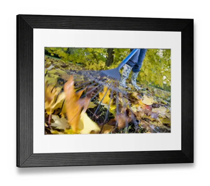 Framed Print : Gardener raking up fallen leaves with garden leaf rake, England, october Framed Print : Gardener raking up fallen leaves with garden leaf rake, England, october