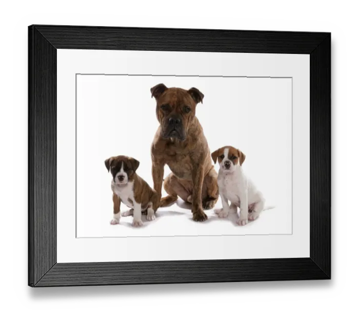 Framed Print : Domestic Dog, Victorian Bulldog, adult male and two puppies, sitting Framed Print : Domestic Dog, Victorian Bulldog, adult male and two puppies, sitting
