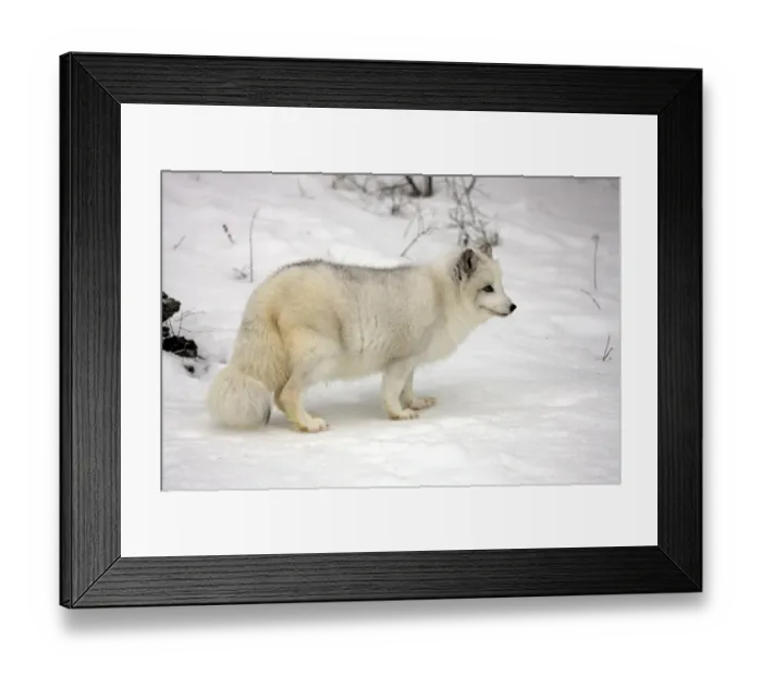 Framed Print : Arctic Fox (Alopex lagopus) adult, white winter coat, standing on snow, winter (captive) Framed Print : Arctic Fox (Alopex lagopus) adult, white winter coat, standing on snow, winter (captive)