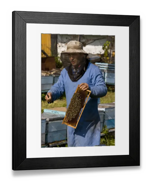 Framed Print : Bee keeping, beekeeper examing frame, amongst hives in old Saxon village, Mesendorf, Transylvania, Romania, october