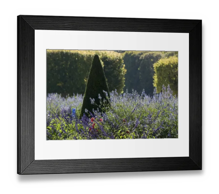 Framed Print : Clipped conical shaped tree and lavender garden, Palace of Versailles, Versailles, France, september