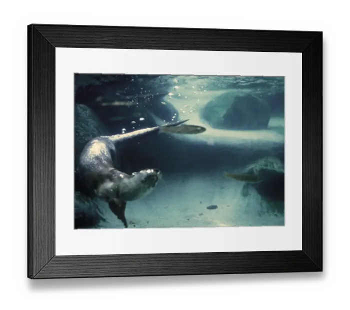 Framed Print : European Otter (Lutra lutra) adult, swimming underwater, hunting for fish, France (captive) Framed Print : European Otter (Lutra lutra) adult, swimming underwater, hunting for fish, France (captive)