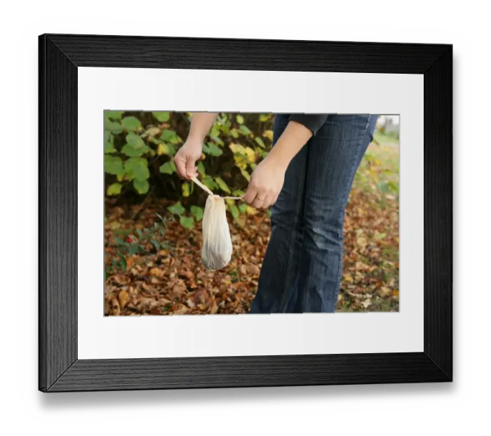 Framed Print : Domestic Dog, muck in plastic bag, picked up by owner in urban park, Gosport, Hampshire, England, october Framed Print : Domestic Dog, muck in plastic bag, picked up by owner in urban park, Gosport, Hampshire, England, october
