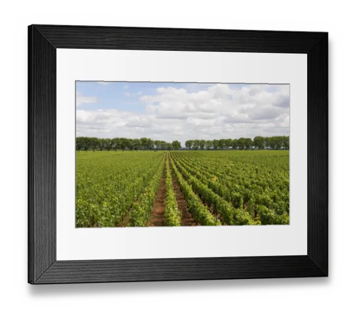 Framed Print : Vineyard with rows of grape vines, Chateau de Pommard, Burgundy, France, june Framed Print : Vineyard with rows of grape vines, Chateau de Pommard, Burgundy, France, june