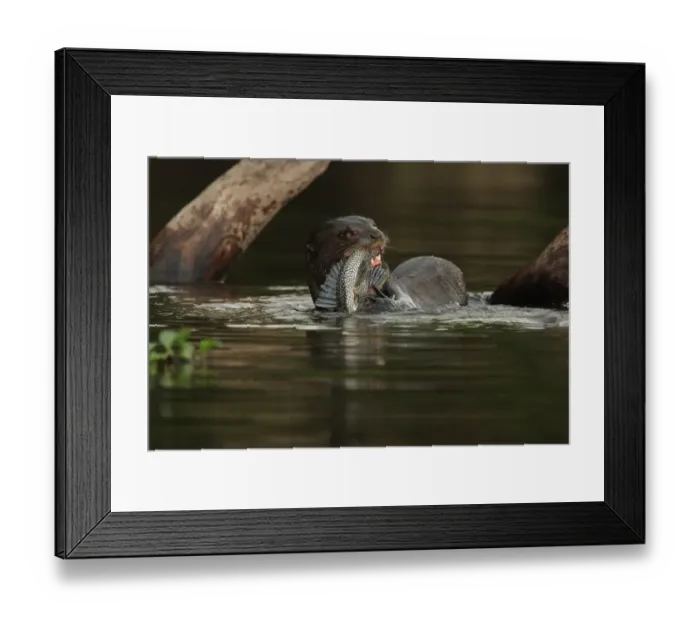 Framed Print : Giant Otter (Pteronura brasiliensis) adult, feeding on catfish in water, Porto Jofre, Mato Grosso, Brazil, september Framed Print : Giant Otter (Pteronura brasiliensis) adult, feeding on catfish in water, Porto Jofre, Mato Grosso, Brazil, september